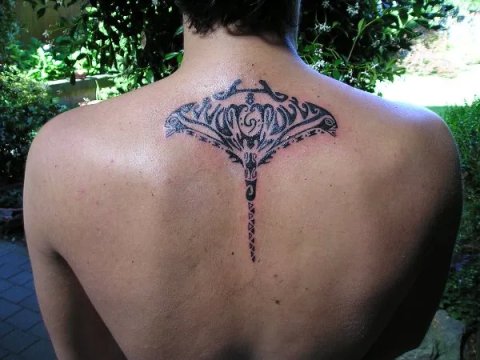 Paolo - Tangata manta: real inked placement tattoo photo thumbnail