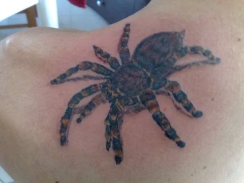Tattoo H2O - Tarantula: real inked placement tattoo photo thumbnail